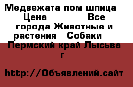 Медвежата пом шпица › Цена ­ 40 000 - Все города Животные и растения » Собаки   . Пермский край,Лысьва г.